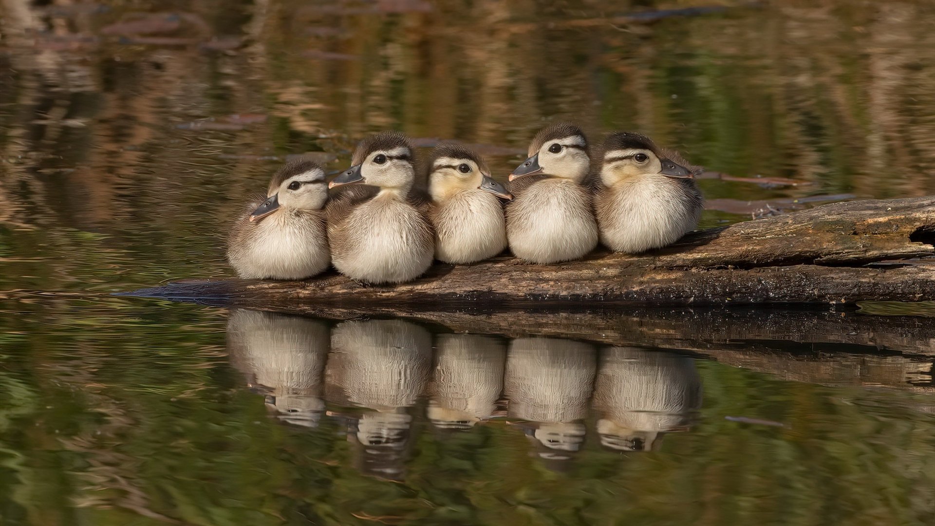 新锐擎旗！切特奥运前哨战轰28+15，开拓者攻克克利夫兰