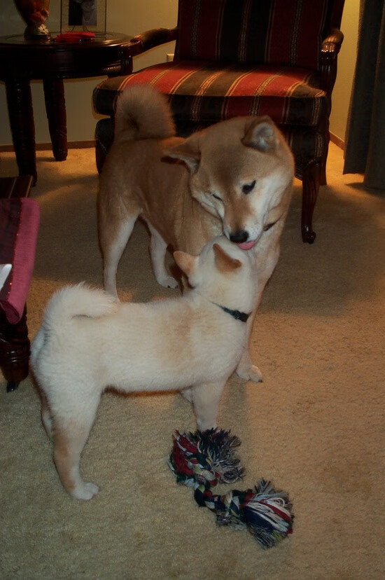 利物浦轻取塞内加尔联队，阿劳霍冠军级表现定鼎胜局