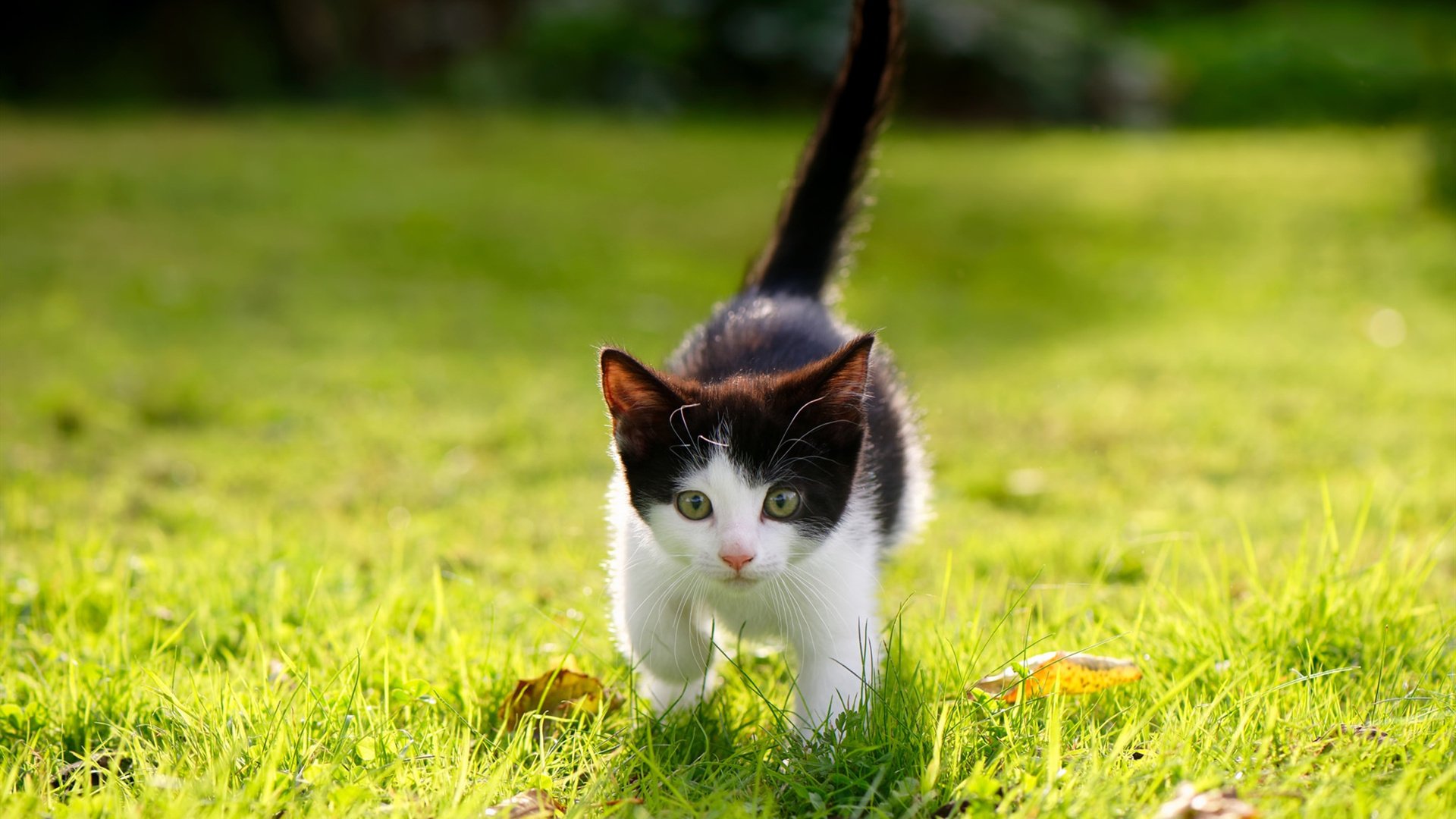 印第安纳的逆袭，西亚卡姆于无声处听惊雷