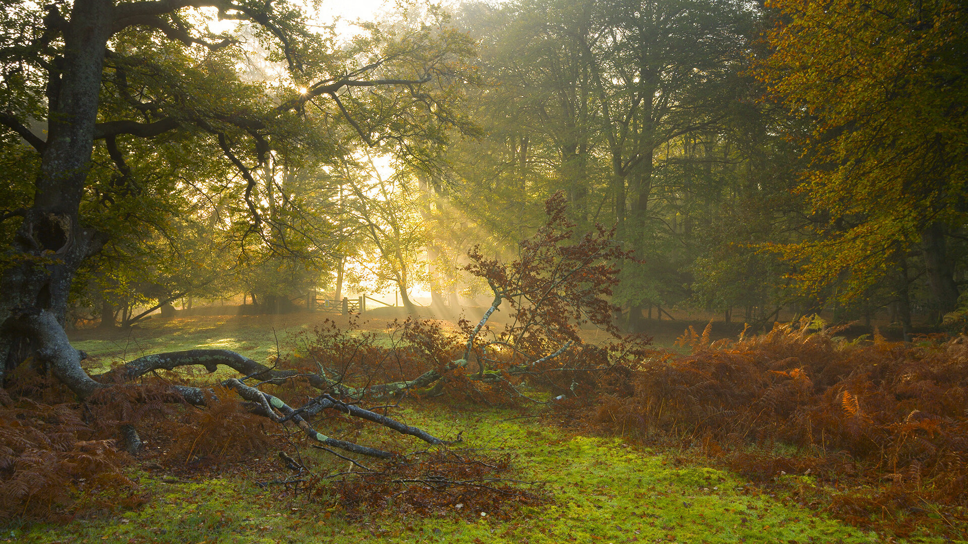 日耳曼战车碾过袋鼠军团,一场淬火成钢的年度焦点之战