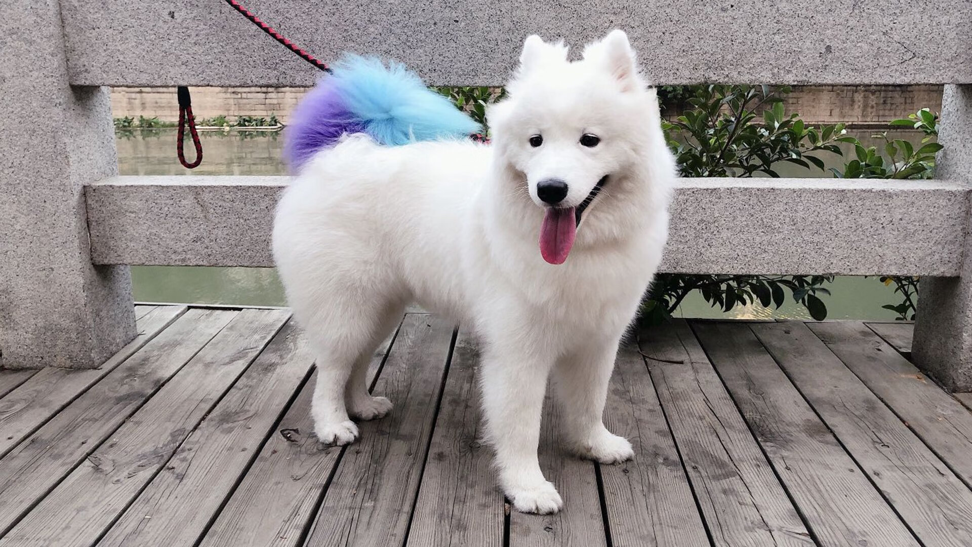 太阳焚云,当米切尔在奥运前夜的战场上画下统治的符号