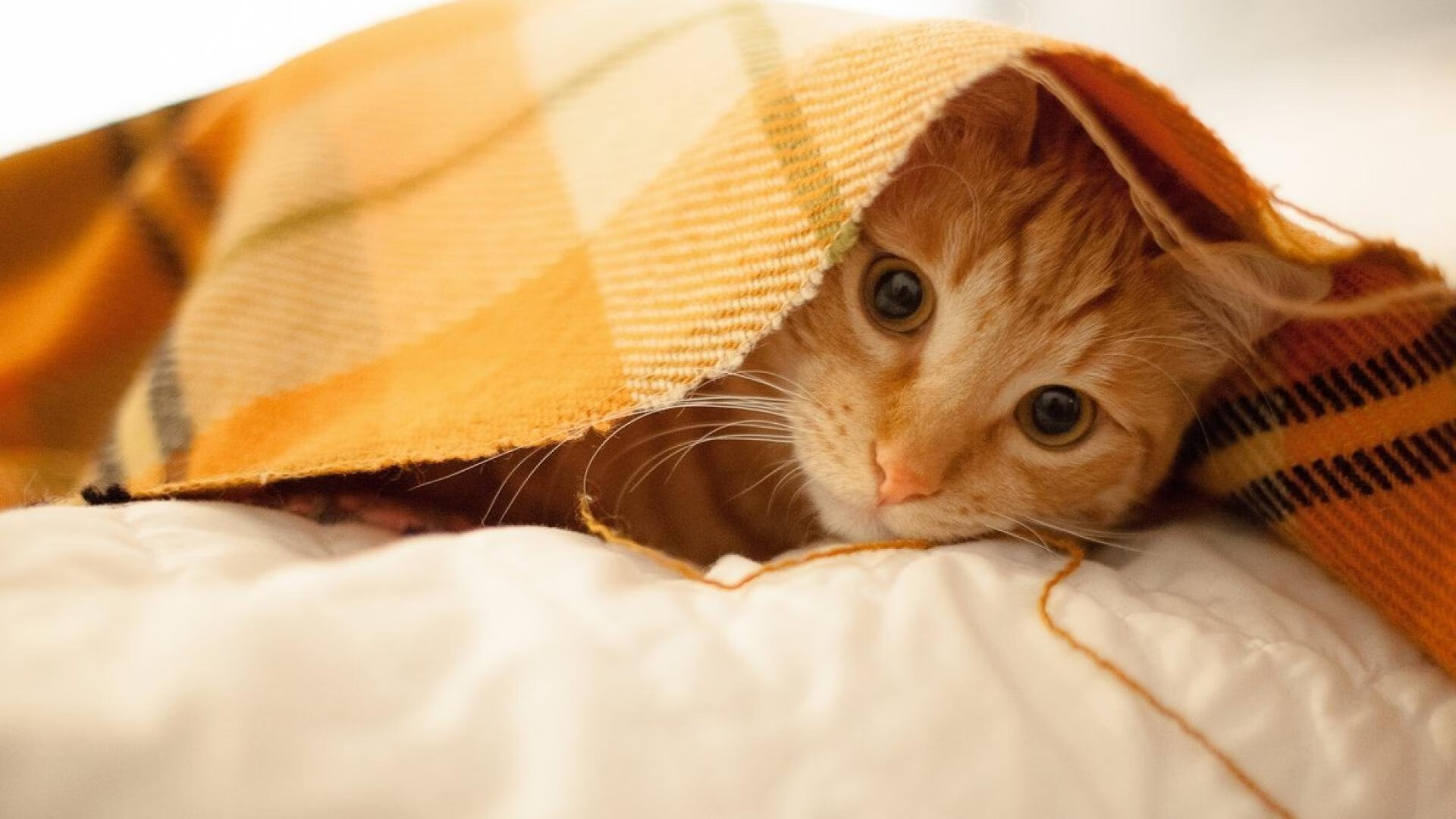 德布劳内爆发,当威尔士以冰封战术封锁摩洛哥,我们看到了足球的两种真相