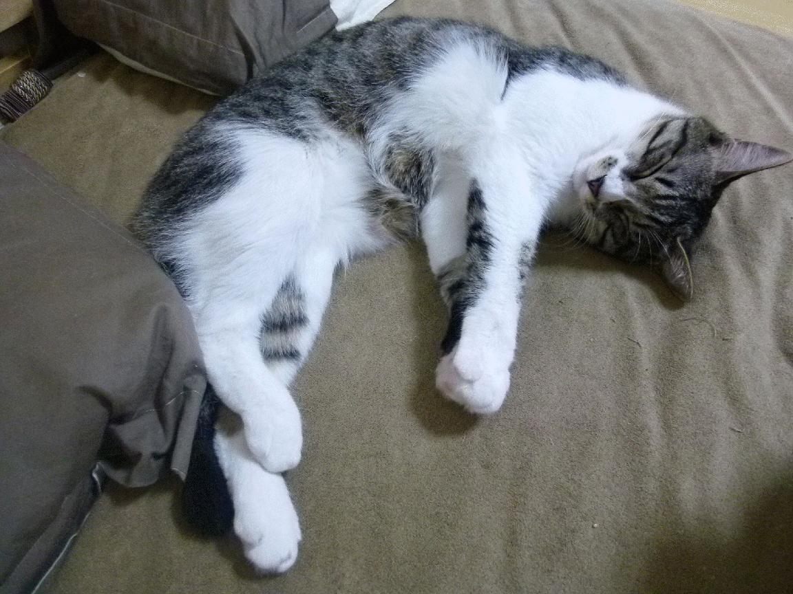 跨越竞技的共鸣，当广厦鏖战灰熊与克莱主宰欧冠同频共振