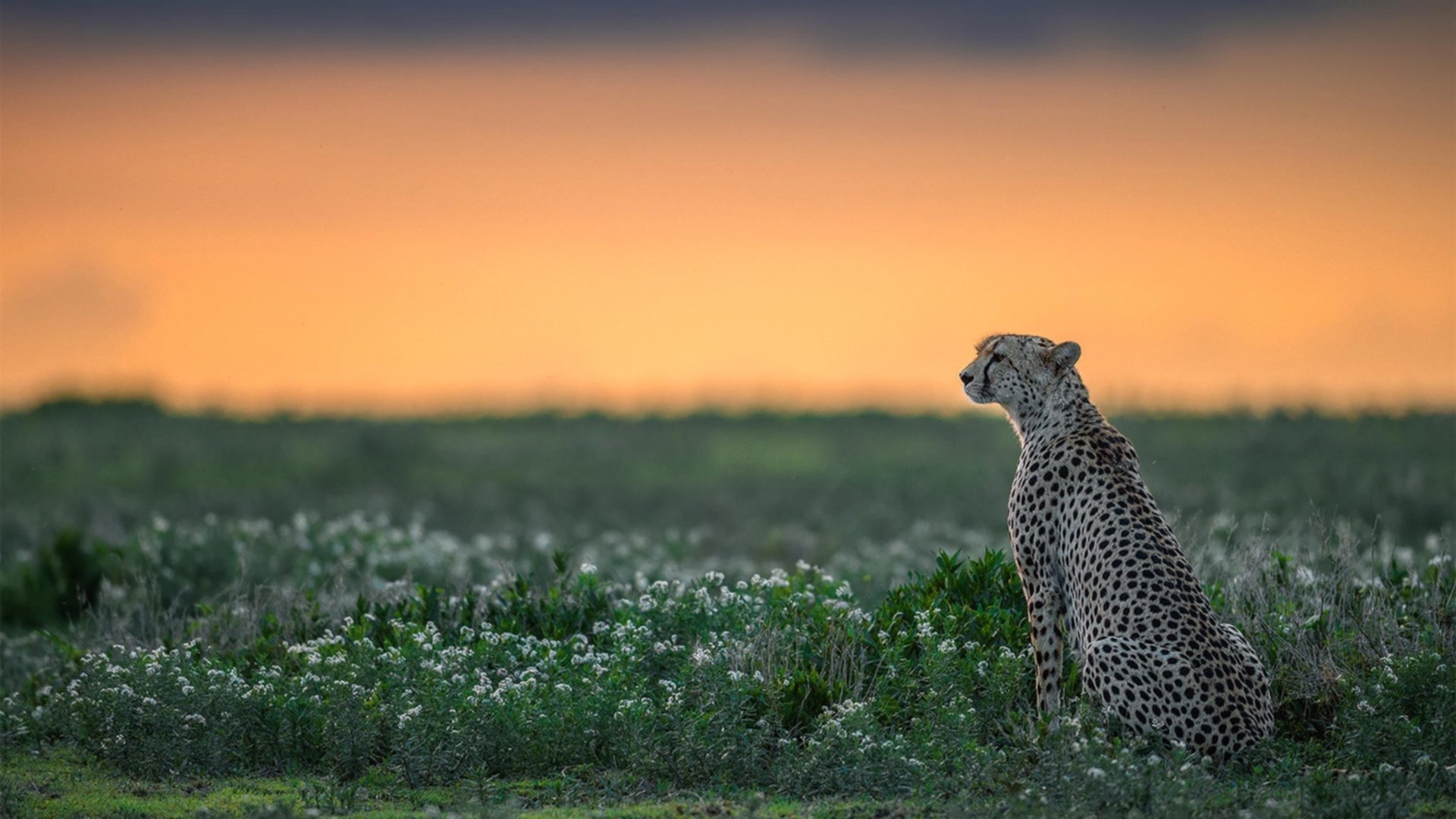 跨界风暴，广厦收割独行侠战术，莫兰特如何在英超赛场接管争冠之战？