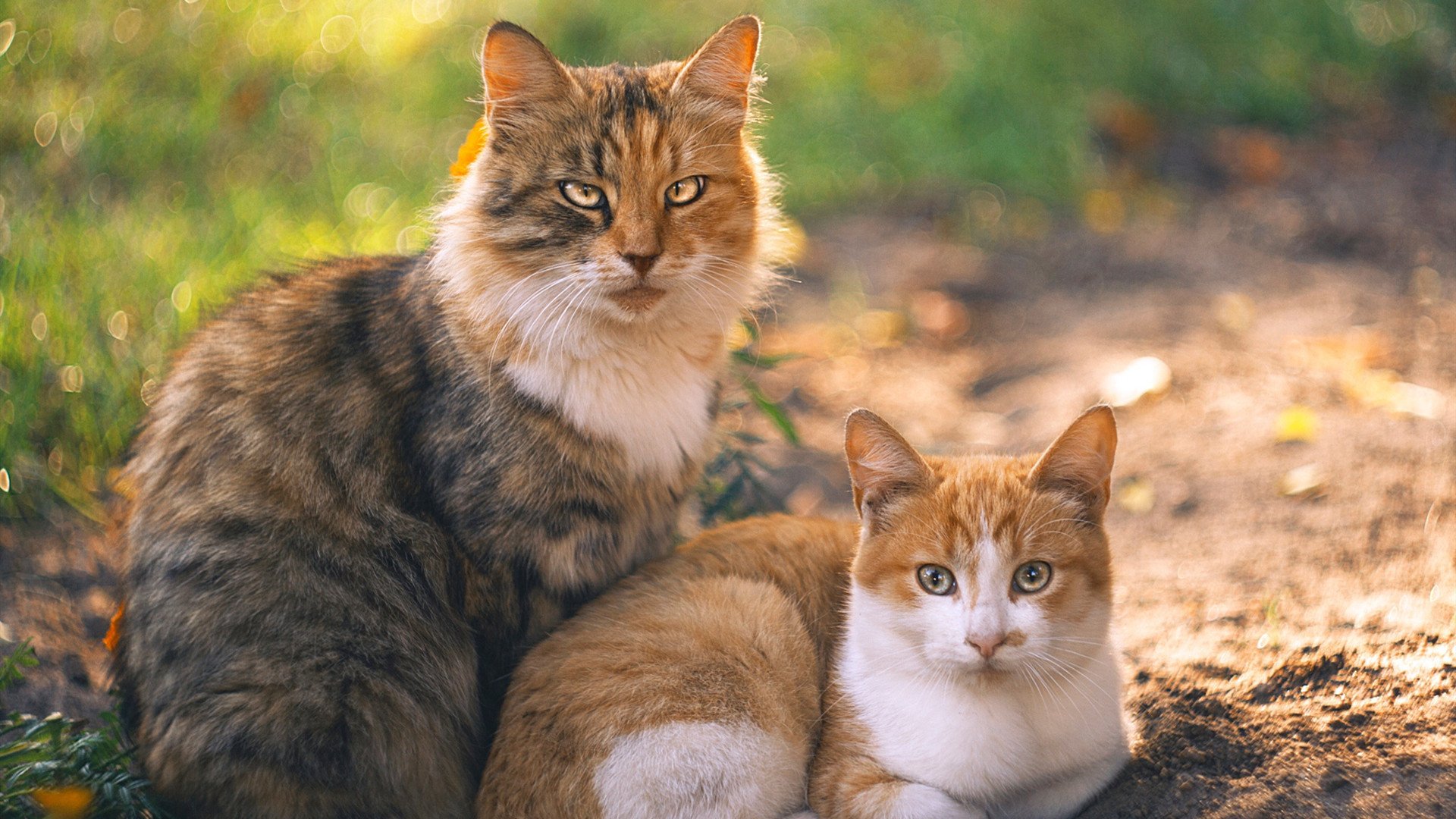 跨界风暴，广厦收割独行侠战术，莫兰特如何在英超赛场接管争冠之战？