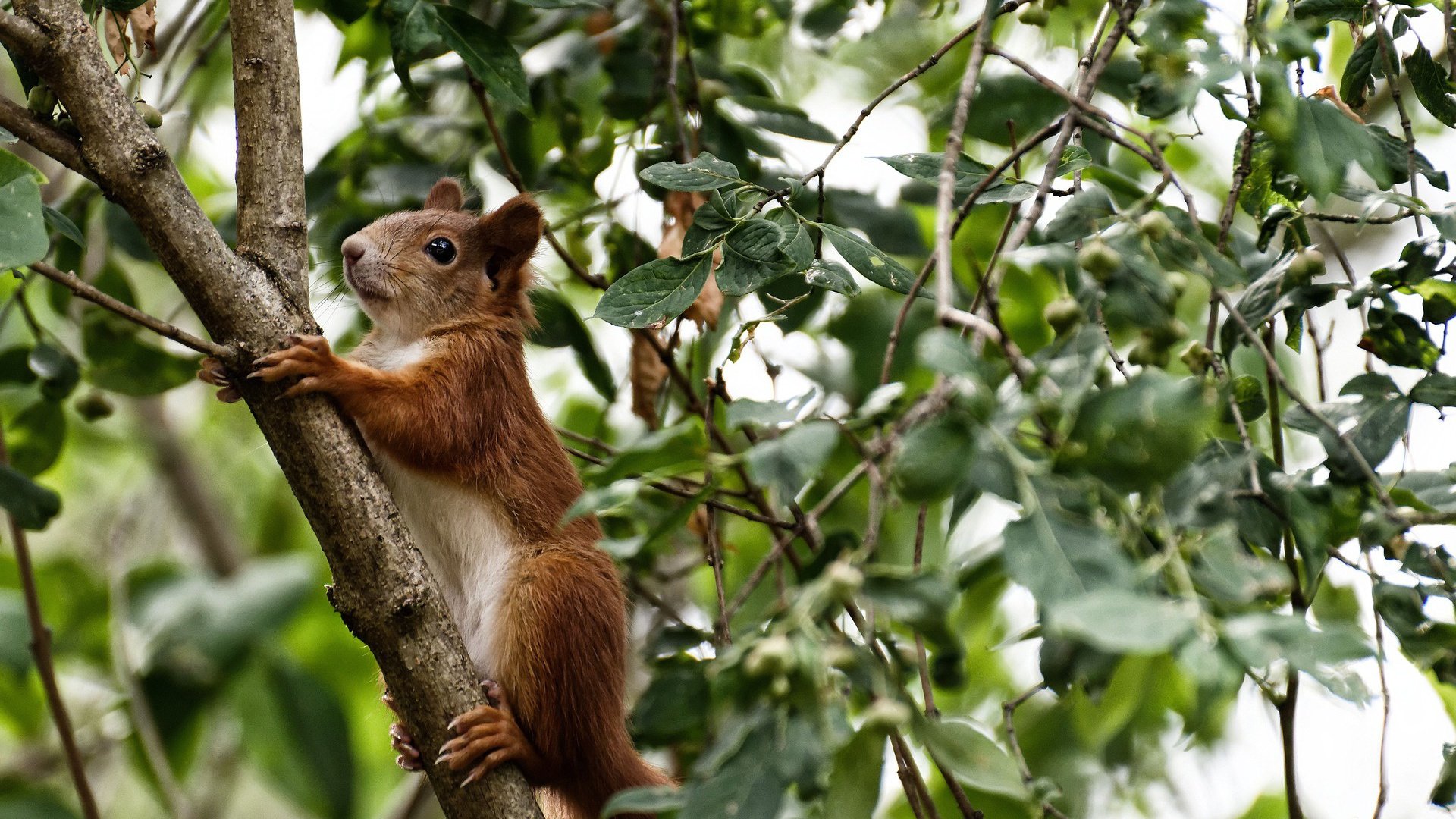 韩国对阵巴西，贝林厄姆关键战不手软，金与桑巴的博弈，冷静铸就传奇