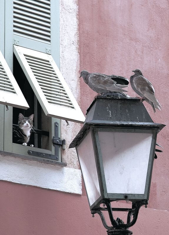 沉默杀手的觉醒，当米切尔将猛龙钉死在记分牌上