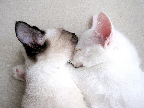 攻防转换核心的威力，从锡安到灰熊掀翻掘金