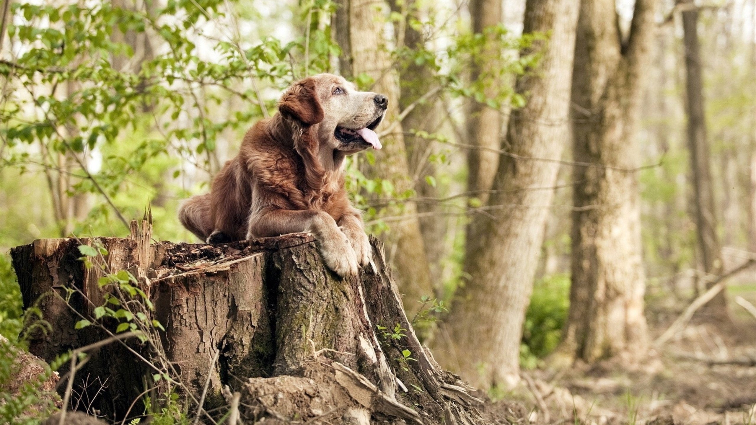 马刺全面压制开拓者，克莱关键时刻主宰胜负