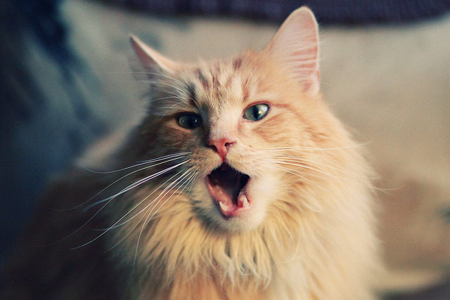 足球之夜的双重奏,加克波爆发闪耀,阿尔及利亚逆转南非震撼