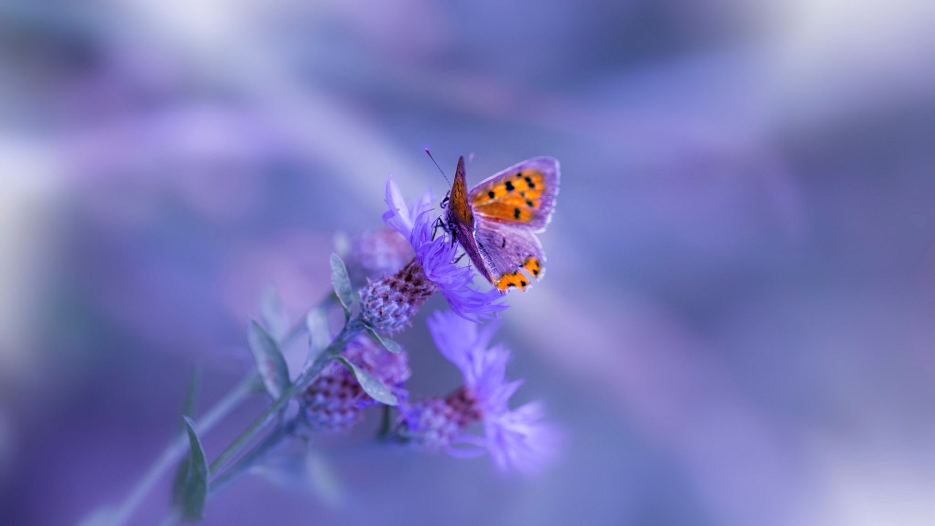 吉林队挑战巨人！东契奇无解50分三双打爆北岸花园