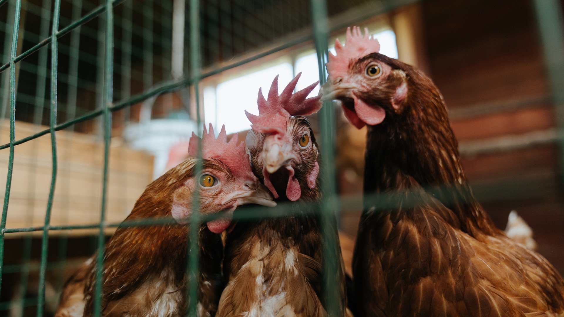 北欧风暴席卷南美，瑞典完美战术横扫玻利维亚成年度焦点之战