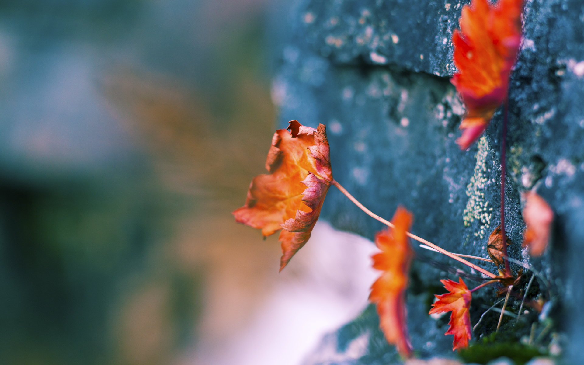 布伦森末节统治攻防，猛龙险胜热火延续季后赛希望