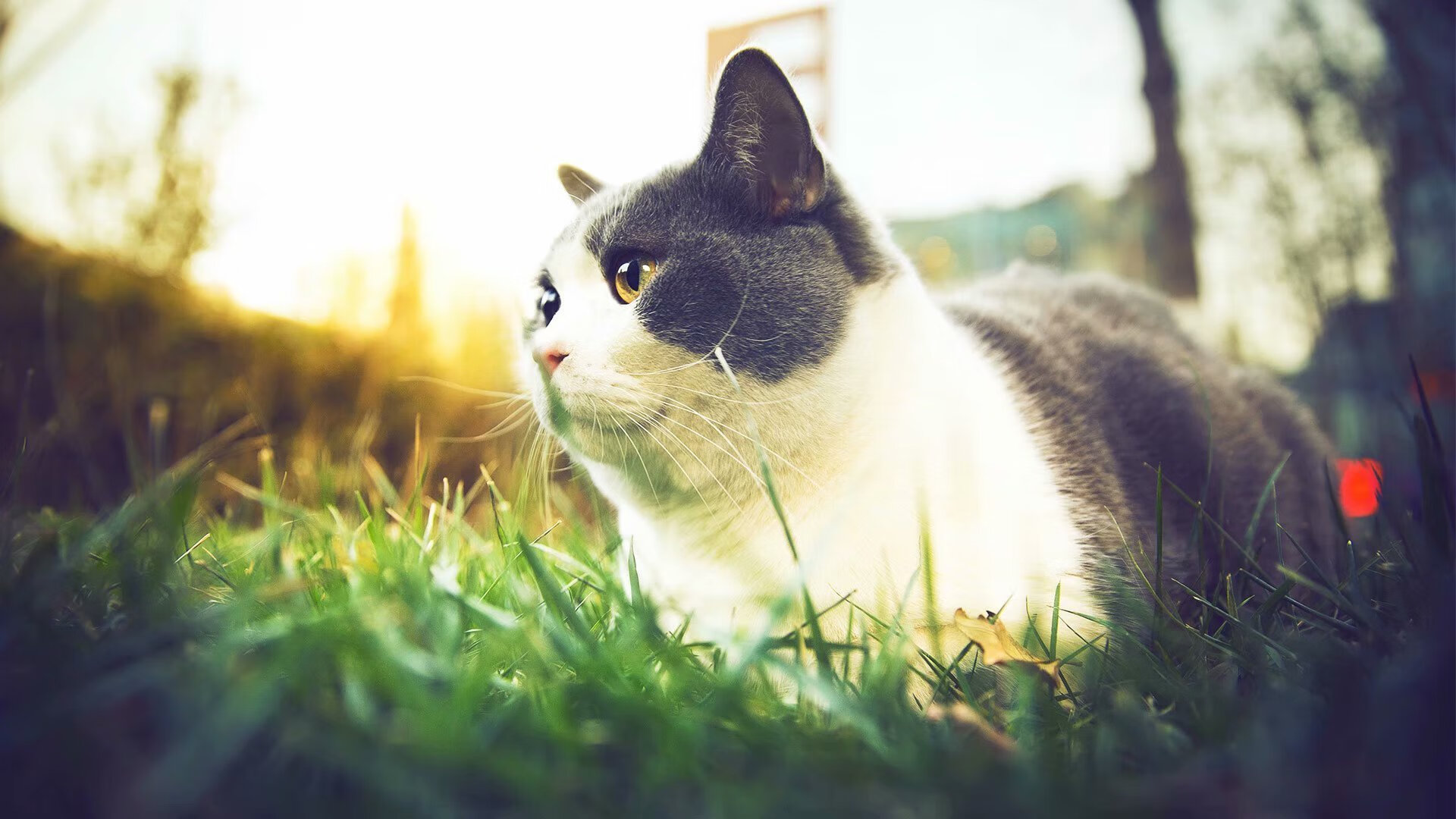 斯通斯统治攻防！尤文困兽之斗难敌摩纳哥铁闸