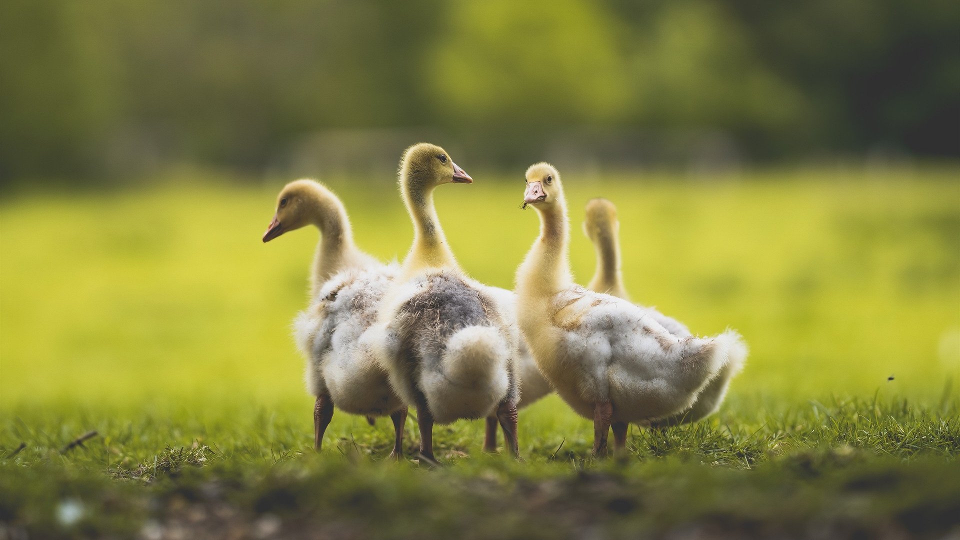 当NBA季后赛遇到凯恩，关键先生从不手软