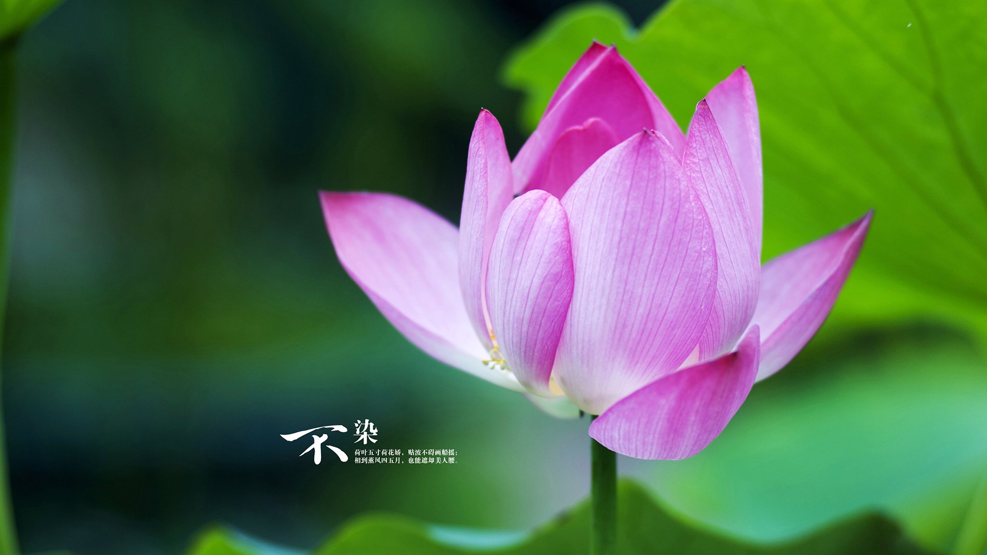 卡拉斯科一锤定音！阿根廷力克牙买加晋级