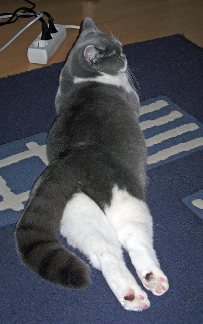 撕裂疑云，碾碎重围，杜兰特在丹佛高原奏响的证明之歌