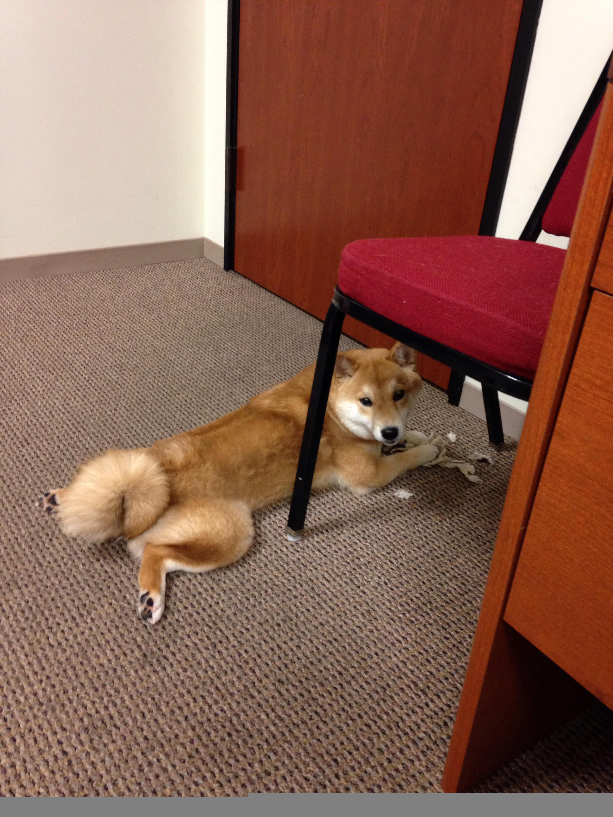 天使之翼，决战之夜，迪马利亚如何用一脚弧线定义伟大